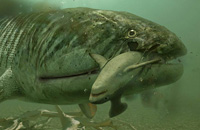 Hyneria était un poisson préhistorique aux allures de monstre marin qui vécut sur notre planète durant la période dévonienne.