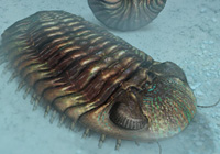 Trilobite Phacops Rana