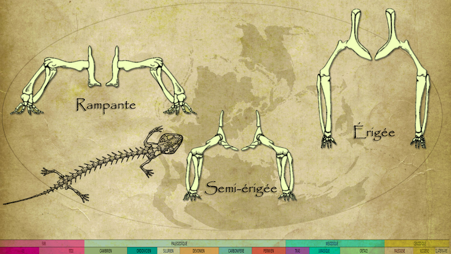 Les différentes postures au cours de l'évolution.