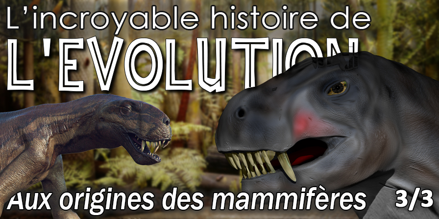 Evolution des mammifères - les cynodontes