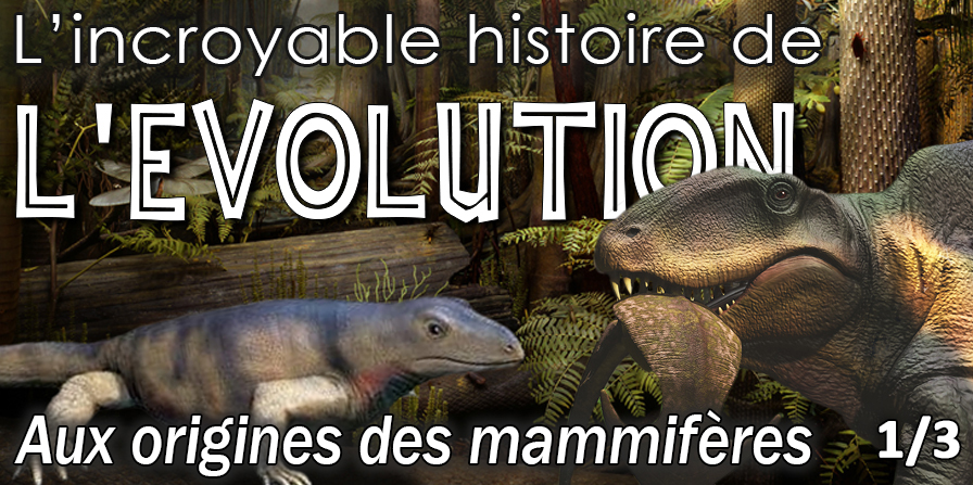 evolution mammiferes