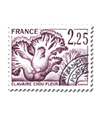 Champignons  -  Clavaire chou-fleur