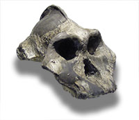Crâne reconstitué d'un Australopithecus Aethiopicusa