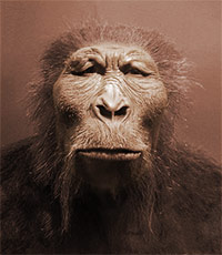 Reconstitution d'un Australopithecus Boisei