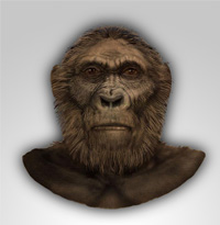 Reconstitution du visage d'Australopithecus Robustus