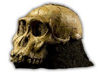 Crâne d'un Australopithecus Sediba