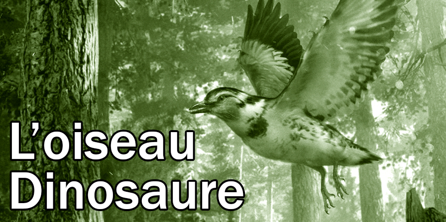 Jinguofortis perplexus l’oiseau dinosaure