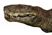 Le Postosuchus - trias
