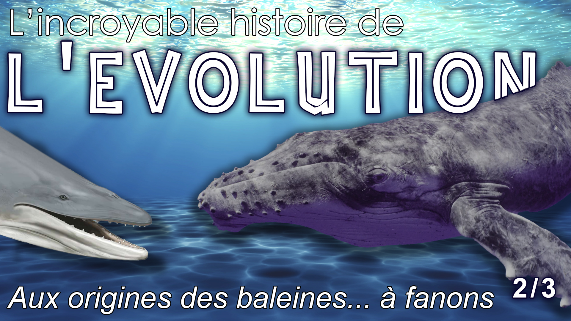 évolution des baleines
