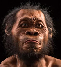 visage de Homo Nalediï