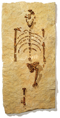 Lucy - Australopithecus afarensis - Les hominidés - Chronologie de l