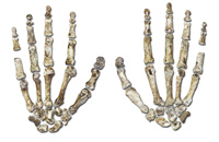 Mains de Homo Naledi