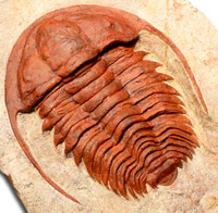 Le Trilobite est un des premiers arthropodes