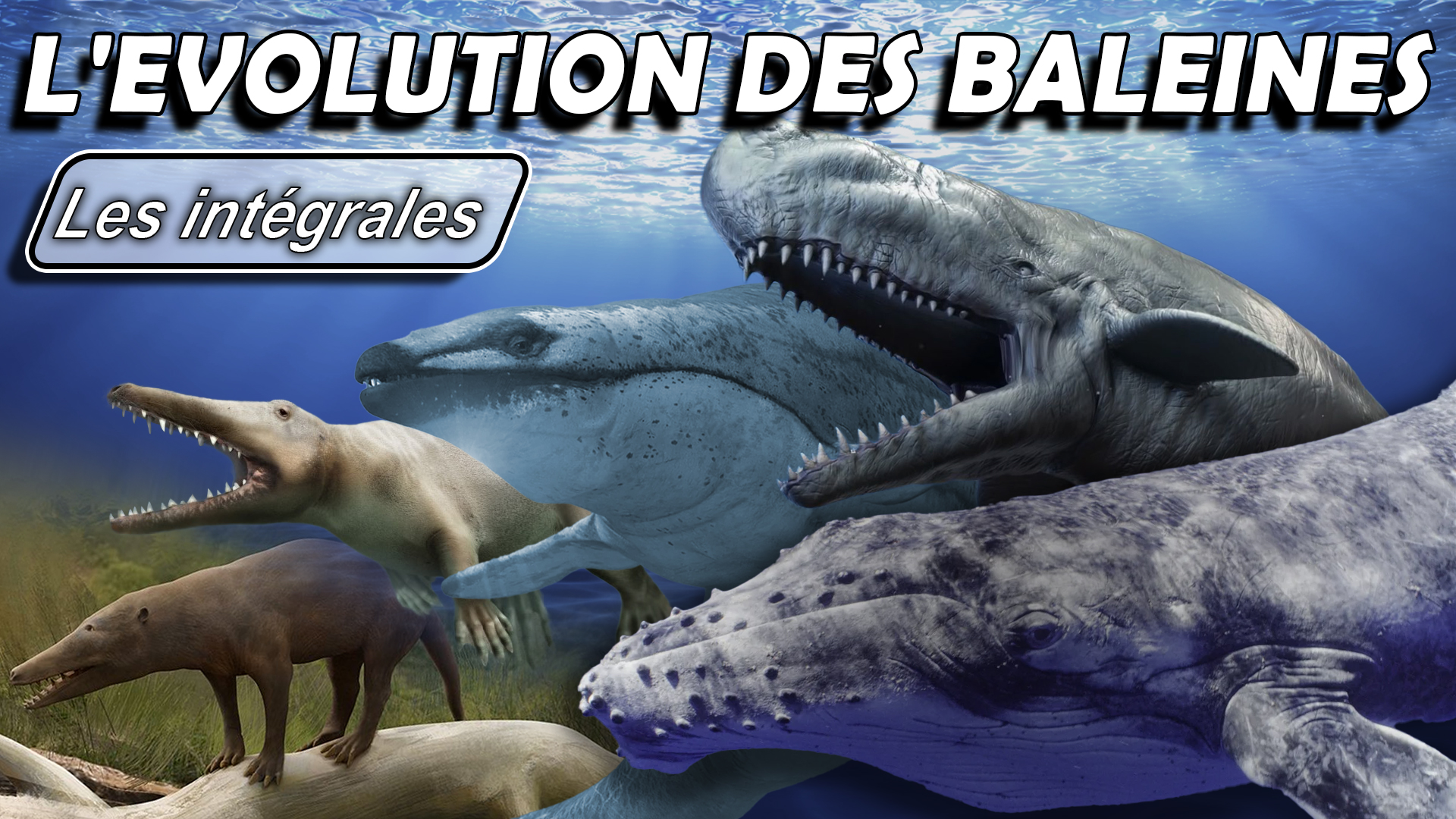 L'évolution des baleines