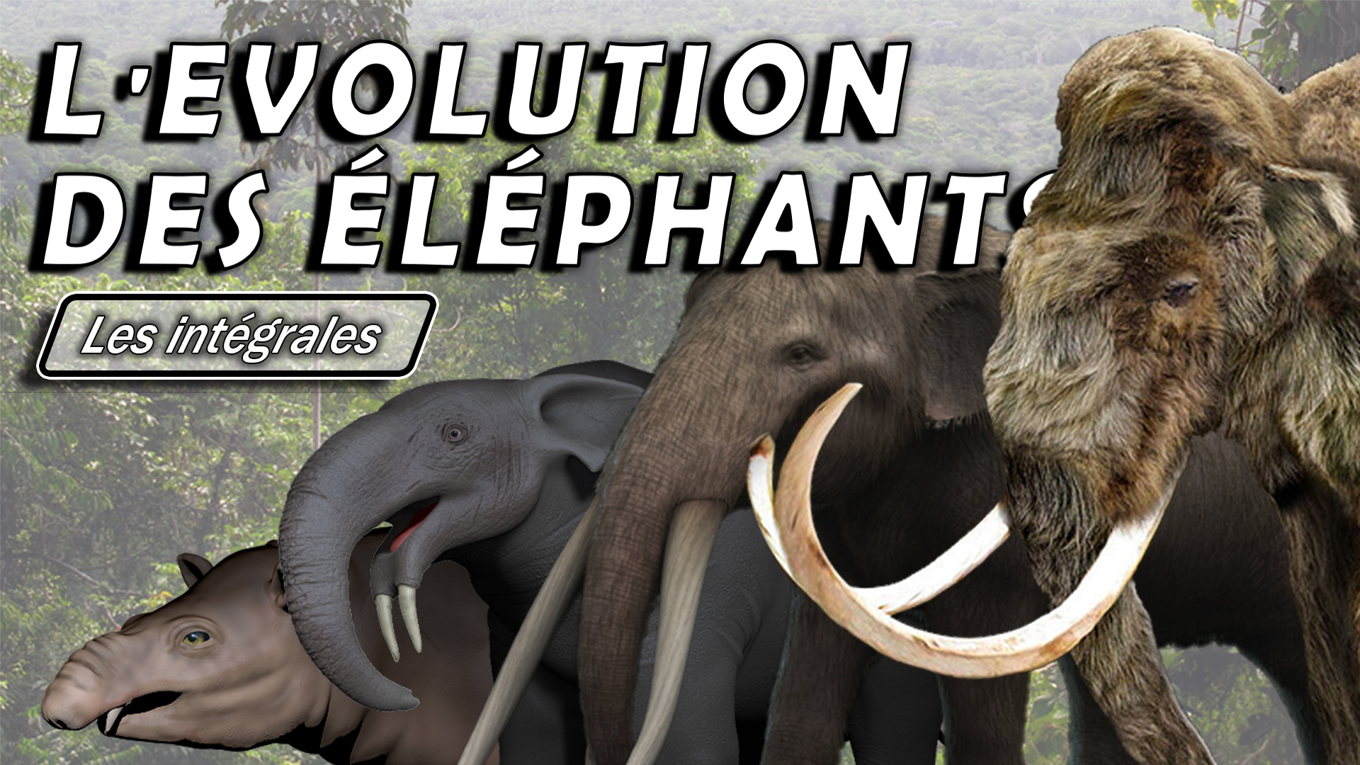 L'évolution des éléphants