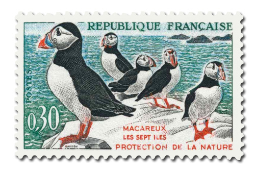 Oiseaux (Macareux-moines)